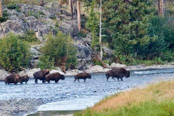 Wildlife Yellowstone<br>NIKON D4, 850 mm, 4500 ISO,  1/400 sec,  f : 9 